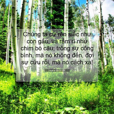 Picture 07 - I-sai-a 59:11 VIE - Chúng ta cứ rên siếc như con gấu, và - Bible Verse Picture