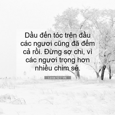 Picture 07 - Lu-ca 12:7 VIE - Dầu đến tóc trên đầu các ngươi cũng - Bible Verse Picture