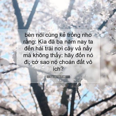 Picture 07 - Lu-ca 13:7 VIE - bèn nói cùng kẻ trồng nho rằng: Kìa - Bible Verse Picture