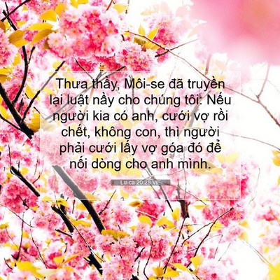 Picture 07 - Lu-ca 20:28 VIE - Thưa thầy, Môi-se đã truyền lại luật - Bible Verse Picture
