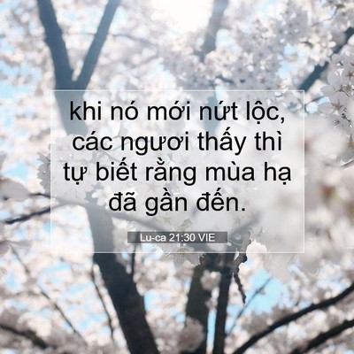 Picture 07 - Lu-ca 21:30 VIE - khi nó mới nứt lộc, các ngươi thấy - Bible Verse Picture