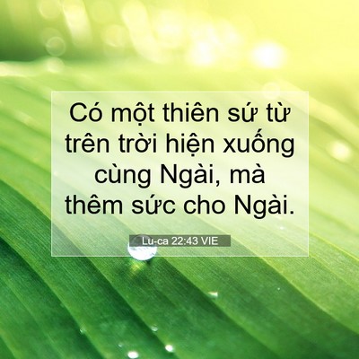 Picture 07 - Lu-ca 22:43 VIE - Có một thiên sứ từ trên trời hiện - Bible Verse Picture