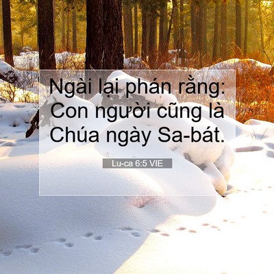 Picture 07 - Lu-ca 6:5 VIE - Ngài lại phán rằng: Con người cũng là - Bible Verse Picture