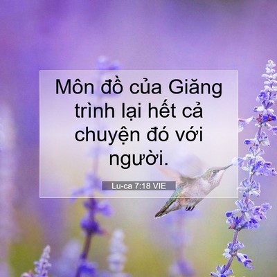 Picture 07 - Lu-ca 7:18 VIE - Môn đồ của Giăng trình lại hết cả - Bible Verse Picture