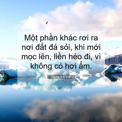 Picture 07 - Lu-ca 8:6 VIE - Một phần khác rơi ra nơi đất đá - Bible Verse Picture