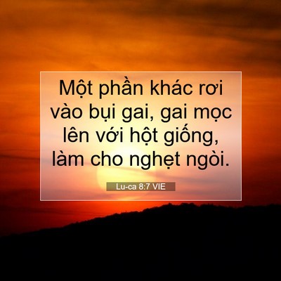 Picture 07 - Lu-ca 8:7 VIE - Một phần khác rơi vào bụi gai, gai mọc - Bible Verse Picture