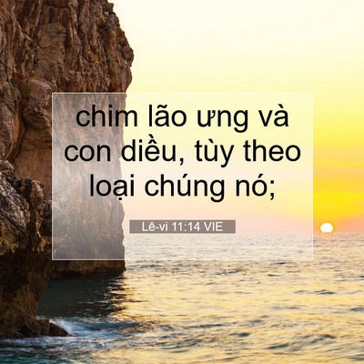 Picture 07 - Lê-vi 11:14 VIE - chim lão ưng và con diều, tùy theo loại - Bible Verse Picture