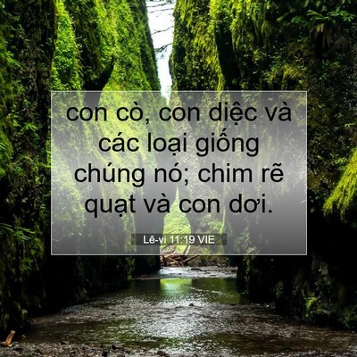 Picture 07 - Lê-vi 11:19 VIE - con cò, con diệc và các loại giống - Bible Verse Picture