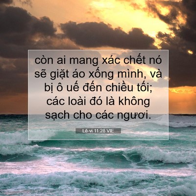Picture 07 - Lê-vi 11:28 VIE - còn ai mang xác chết nó sẽ giặt áo - Bible Verse Picture