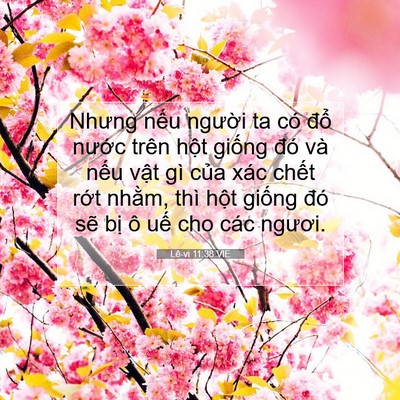 Picture 07 - Lê-vi 11:38 VIE - Nhưng nếu người ta có đổ nước trên - Bible Verse Picture