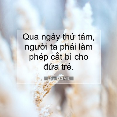 Picture 07 - Lê-vi 12:3 VIE - Qua ngày thứ tám, người ta phải làm - Bible Verse Picture