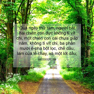 Picture 07 - Lê-vi 14:10 VIE - Qua ngày thứ tám, người bắt hai chiên - Bible Verse Picture