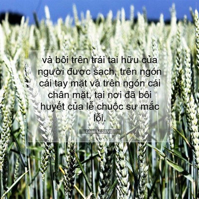 Picture 07 - Lê-vi 14:28 VIE - và bôi trên trái tai hữu của người - Bible Verse Picture