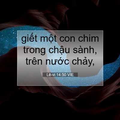 Picture 07 - Lê-vi 14:50 VIE - giết một con chim trong chậu sành, trên - Bible Verse Picture