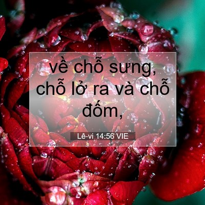 Picture 07 - Lê-vi 14:56 VIE - về chỗ sưng, chỗ lở ra và chỗ - Bible Verse Picture