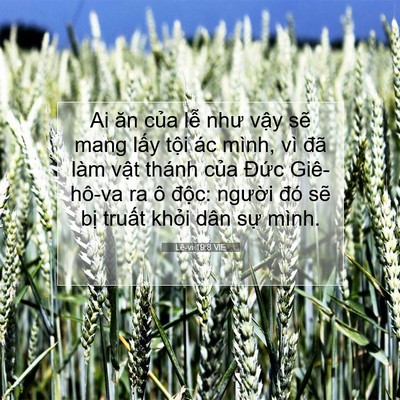 Picture 07 - Lê-vi 19:8 VIE - Ai ăn của lễ như vậy sẽ mang lấy - Bible Verse Picture