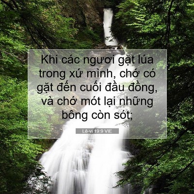 Picture 07 - Lê-vi 19:9 VIE - Khi các ngươi gặt lúa trong xứ mình, - Bible Verse Picture