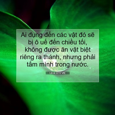 Picture 07 - Lê-vi 22:6 VIE - Ai đụng đến các vật đó sẽ bị ô - Bible Verse Picture