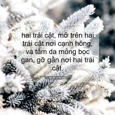 Picture 07 - Lê-vi 3:10 VIE - hai trái cật, mỡ trên hai trái cật nơi - Bible Verse Picture