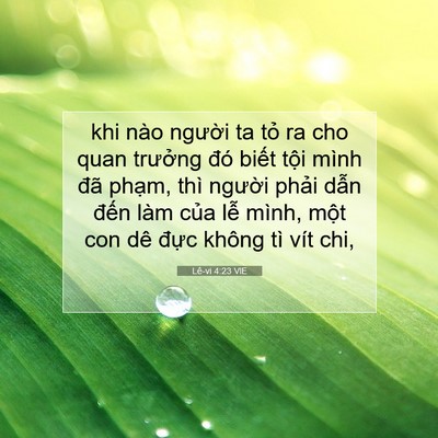 Picture 07 - Lê-vi 4:23 VIE - khi nào người ta tỏ ra cho quan trưởng - Bible Verse Picture