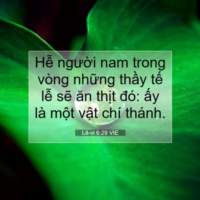 Picture 07 - Lê-vi 6:29 VIE - Hễ người nam trong vòng những thầy tế - Bible Verse Picture