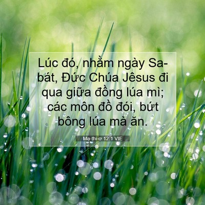Picture 07 - Ma-thi-ơ 12:1 VIE - Lúc đó, nhằm ngày Sa-bát, Đức Chúa - Bible Verse Picture