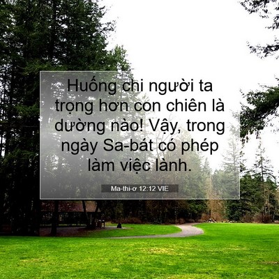 Picture 07 - Ma-thi-ơ 12:12 VIE - Huống chi người ta trọng hơn con chiên - Bible Verse Picture