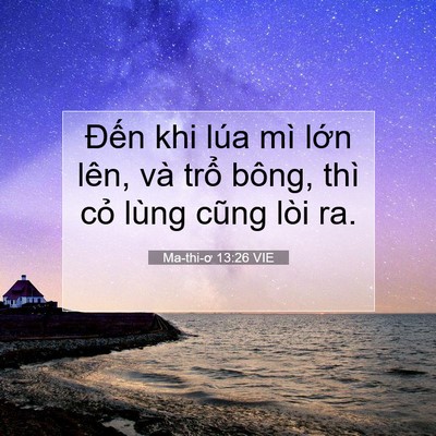 Picture 07 - Ma-thi-ơ 13:26 VIE - Đến khi lúa mì lớn lên, và trổ bông, - Bible Verse Picture