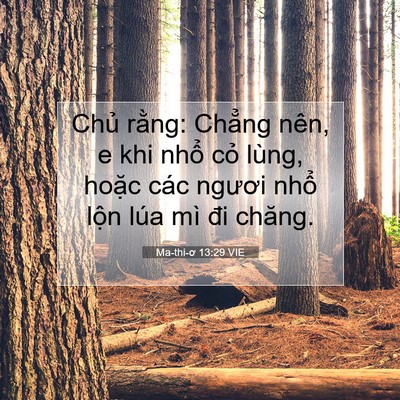 Picture 07 - Ma-thi-ơ 13:29 VIE - Chủ rằng: Chẳng nên, e khi nhổ cỏ - Bible Verse Picture
