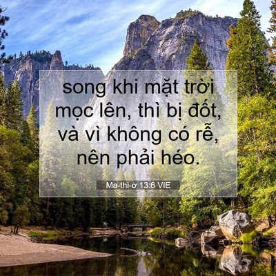Picture 07 - Ma-thi-ơ 13:6 VIE - song khi mặt trời mọc lên, thì bị - Bible Verse Picture
