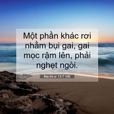 Picture 07 - Ma-thi-ơ 13:7 VIE - Một phần khác rơi nhằm bụi gai, gai - Bible Verse Picture