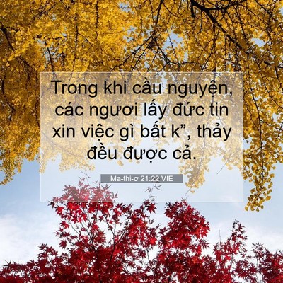 Picture 07 - Ma-thi-ơ 21:22 VIE - Trong khi cầu nguyện, các ngươi lấy - Bible Verse Picture