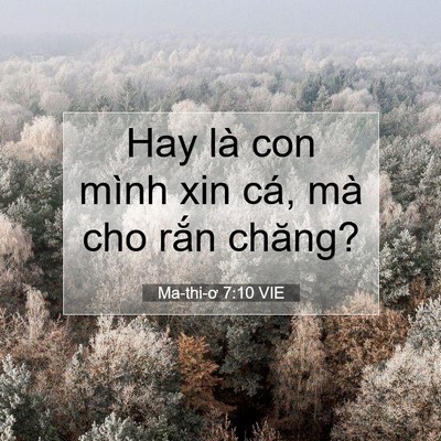 Picture 07 - Ma-thi-ơ 7:10 VIE - Hay là con mình xin cá, mà cho rắn - Bible Verse Picture