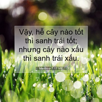 Picture 07 - Ma-thi-ơ 7:17 VIE - Vậy, hễ cây nào tốt thì sanh trái - Bible Verse Picture