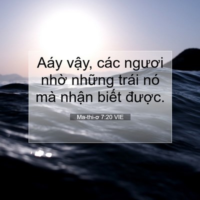 Picture 07 - Ma-thi-ơ 7:20 VIE - Aáy vậy, các ngươi nhờ những trái nó - Bible Verse Picture