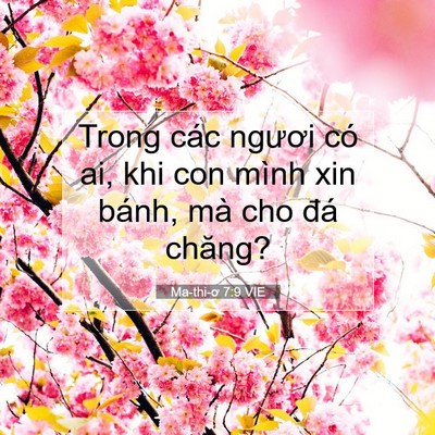 Picture 07 - Ma-thi-ơ 7:9 VIE - Trong các ngươi có ai, khi con mình xin - Bible Verse Picture