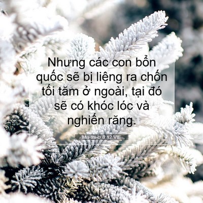 Picture 07 - Ma-thi-ơ 8:12 VIE - Nhưng các con bổn quốc sẽ bị liệng ra - Bible Verse Picture