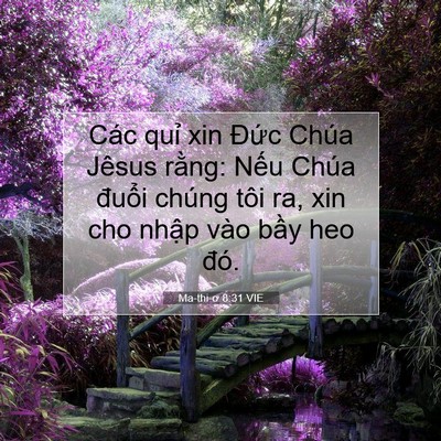 Picture 07 - Ma-thi-ơ 8:31 VIE - Các quỉ xin Đức Chúa Jêsus rằng: Nếu - Bible Verse Picture