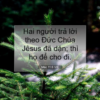 Picture 07 - Mác 11:6 VIE - Hai người trả lời theo Đức Chúa Jêsus - Bible Verse Picture
