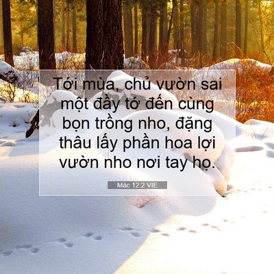 Picture 07 - Mác 12:2 VIE - Tới mùa, chủ vườn sai một đầy tớ - Bible Verse Picture