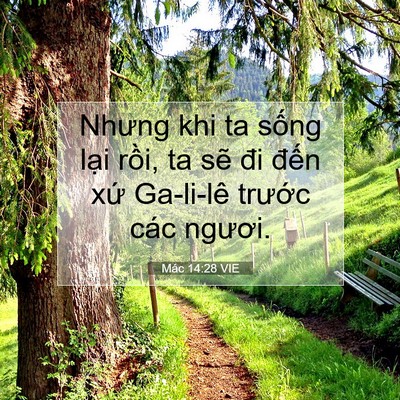 Picture 07 - Mác 14:28 VIE - Nhưng khi ta sống lại rồi, ta sẽ đi - Bible Verse Picture