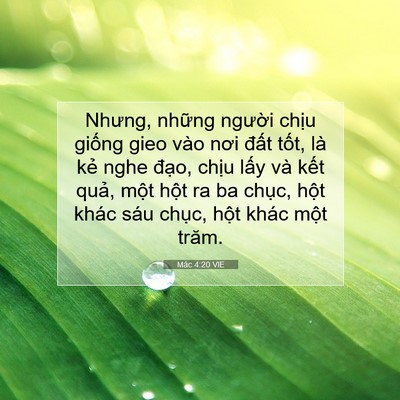 Picture 07 - Mác 4:20 VIE - Nhưng, những người chịu giống gieo vào - Bible Verse Picture