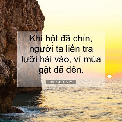 Picture 07 - Mác 4:29 VIE - Khi hột đã chín, người ta liền tra - Bible Verse Picture