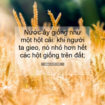 Picture 07 - Mác 4:31 VIE - Nước ấy giống như một hột cải: khi - Bible Verse Picture