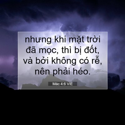 Picture 07 - Mác 4:6 VIE - nhưng khi mặt trời đã mọc, thì bị - Bible Verse Picture