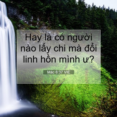Picture 07 - Mác 8:37 VIE - Hay là có người nào lấy chi mà đổi - Bible Verse Picture