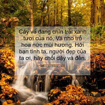 Picture 07 - Nhã Ca 2:13 VIE - Cây vả đang chín trái xanh tươi của - Bible Verse Picture