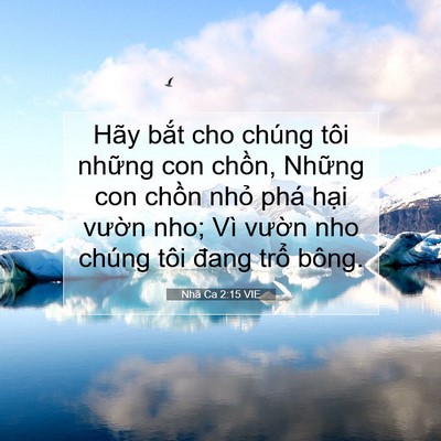 Picture 07 - Nhã Ca 2:15 VIE - Hãy bắt cho chúng tôi những con chồn, - Bible Verse Picture