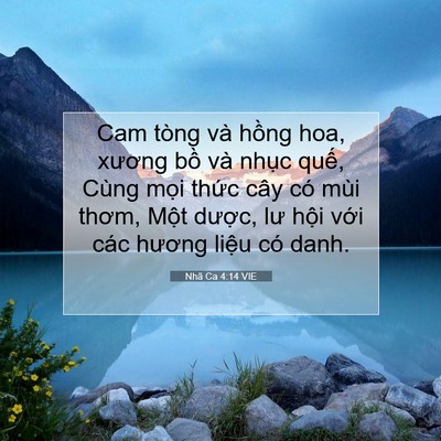 Picture 07 - Nhã Ca 4:14 VIE - Cam tòng và hồng hoa, xương bồ và nhục - Bible Verse Picture