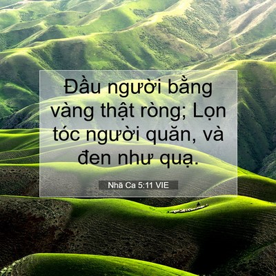 Picture 07 - Nhã Ca 5:11 VIE - Đầu người bằng vàng thật ròng; Lọn - Bible Verse Picture